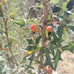 Berberis trifoliolata Fruchs