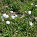 Eriophorum scheuchzeri Fula