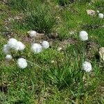 Eriophorum scheuchzeri Blüte