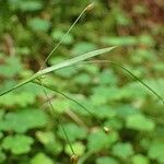 Luzula luzulina Alkat (teljes növény)
