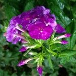 Phlox drummondii Flower