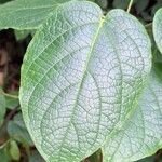 Clerodendrum welwitschii Leaf