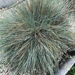 Festuca valesiaca Yaprak