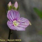 Veronica fruticulosa 花