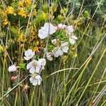 Bauera rubioidesFleur