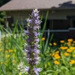 Agastache foeniculumFiore