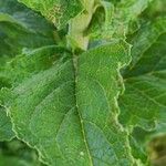 Verbascum creticum Leaf