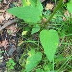 Phyteuma spicatum Leaf