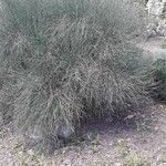 Ephedra viridis Leaf