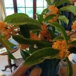 Osmanthus fragrans Blomst