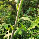 Lactuca floridana 葉