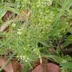 Cyclospermum leptophyllum Blüte