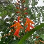 Crocosmia × crocosmiifloraFlower