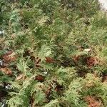 Thuja occidentalisList