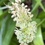 Ornithogalum thyrsoides Kukka