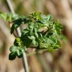 Rosa corymbifera Leaf