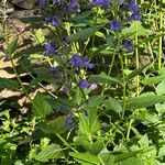 Nepeta sibirica പുഷ്പം