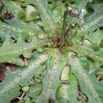 Taraxacum pyropappum List