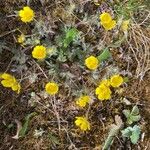 Potentilla heptaphylla आदत