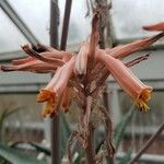 Aloe greatheadii 花