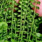 Asplenium viride Çiçek