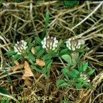 Trifolium bocconei Natur