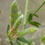 Genista monspessulana Fruit