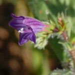 Echium bonnetii Blüte