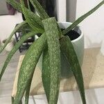 Aloe maculata Fulla