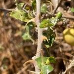 Solanum arundo چھال