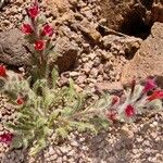 Echium horridum 整株植物