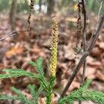 Lycopodium dendroideum Çiçek