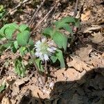 Hydrophyllum capitatum Blodyn