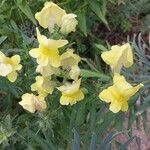 Antirrhinum latifolium Flor