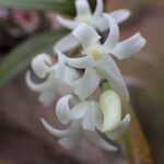 Cyrtorchis ringens Flower