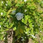 Spiraea cantoniensis Kvet