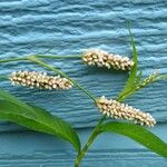 Polygonum lapathifolium Fruto