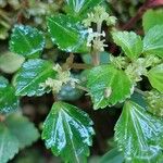 Pilea auriculata Hoja
