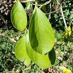 Dendropanax arboreus Hoja