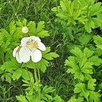 Anemone sylvestris অভ্যাস