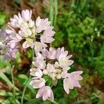 Allium roseum Blomma