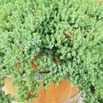 Juniperus procumbens List