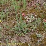 Oenothera longiflora Habit