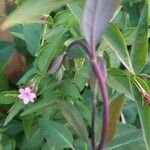 Jasminum beesianum Flor