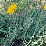 Launaea fragilis Leaf