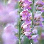 Penstemon palmeri Flor