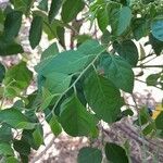 Micromelum minutum Leaf