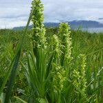 Platanthera flava Floare