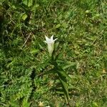 Gentiana pneumonanthe Feuille