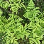 Gymnocarpium dryopteris Blatt